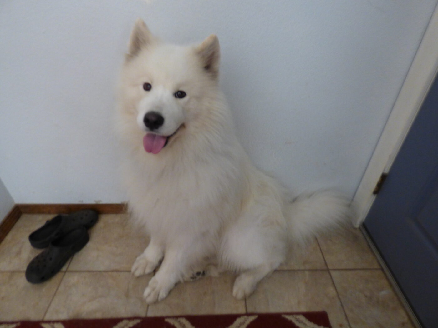 Samoyed Rescue Quinn | Northwest Samoyed Rescue