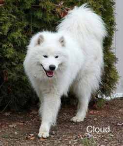 Cloud