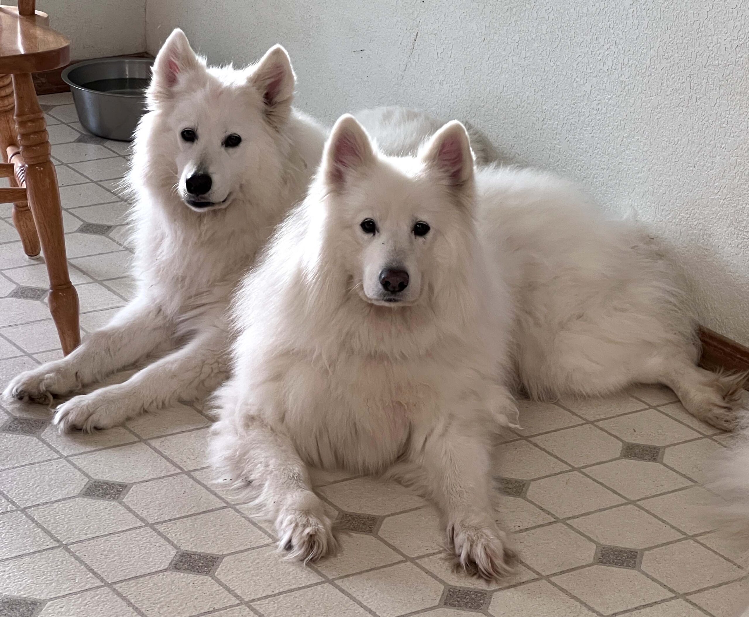 Westminster 2024 Samoyed Rescue Aubrey