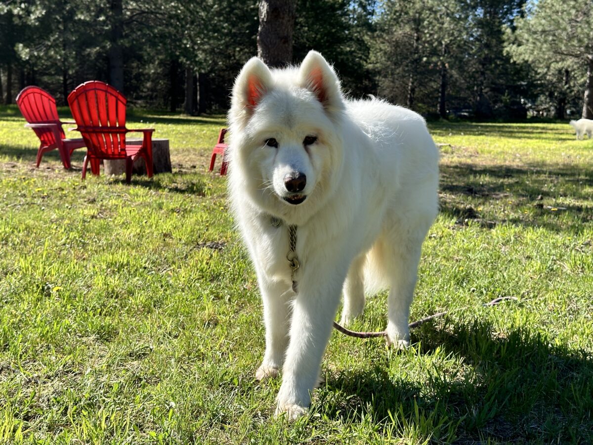 Kaya enjoying the sunny day