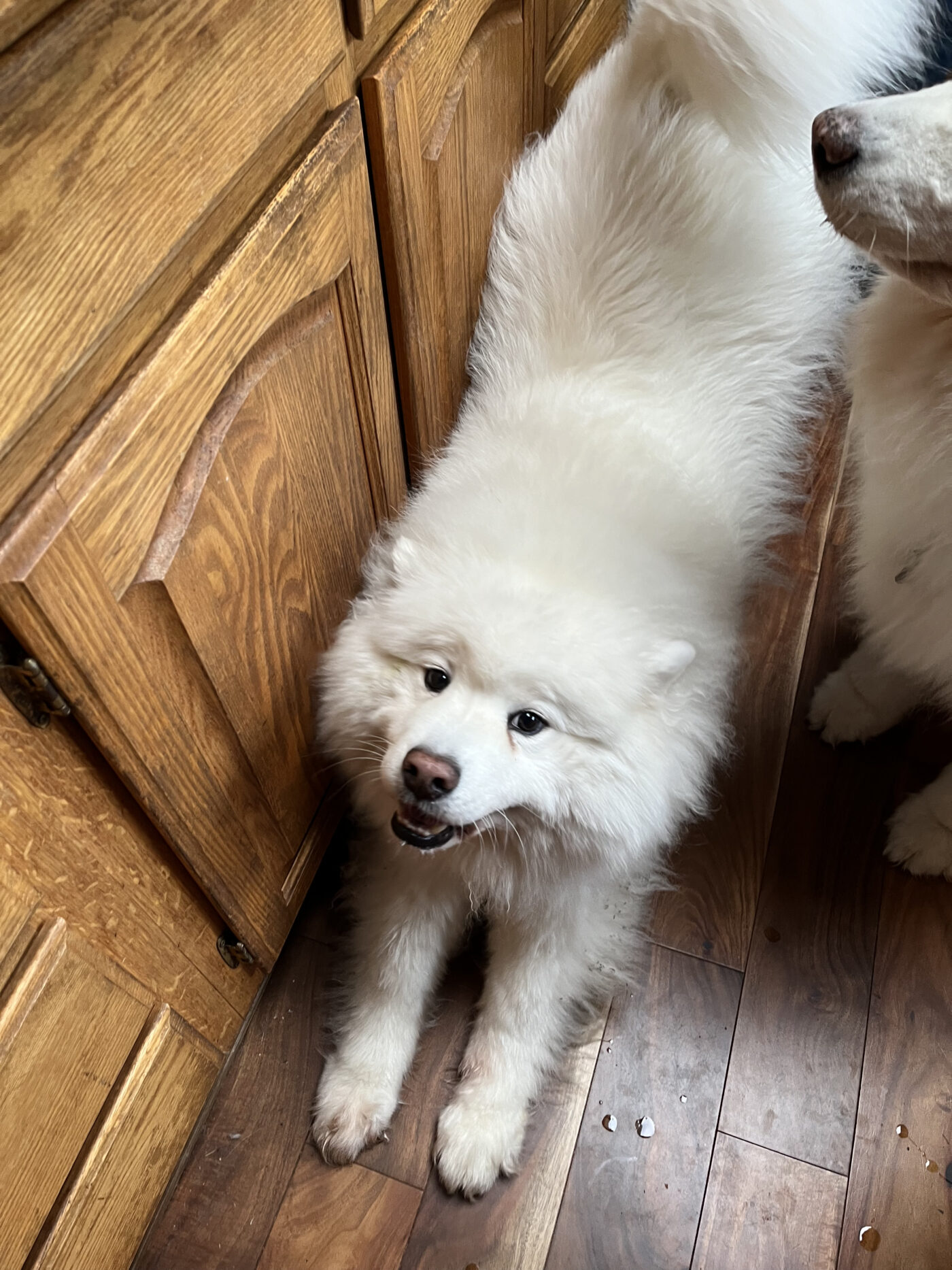 Stella Northwest Samoyed Rescue