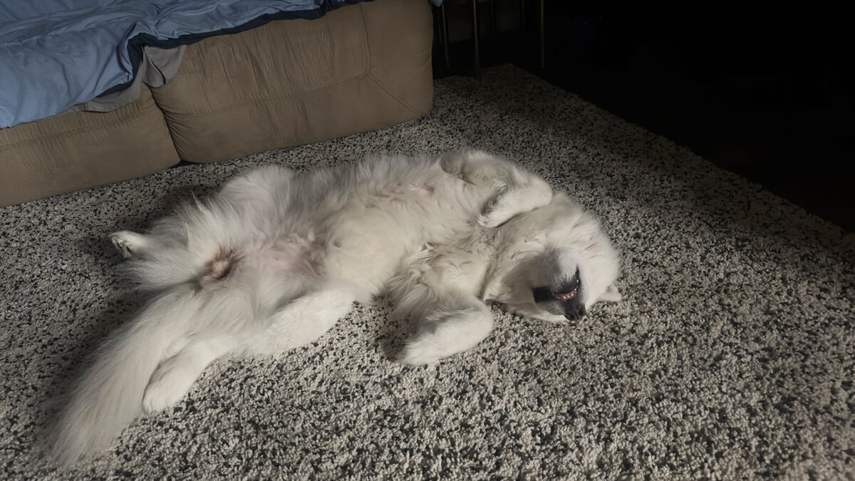 Laika Sleeping